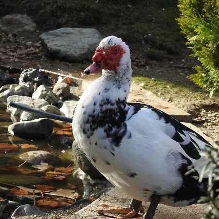 Kristabauer Predlitz