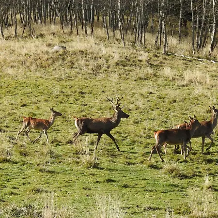 Kristabauer * Predlitz