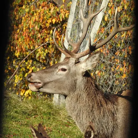 Kristabauer * Predlitz