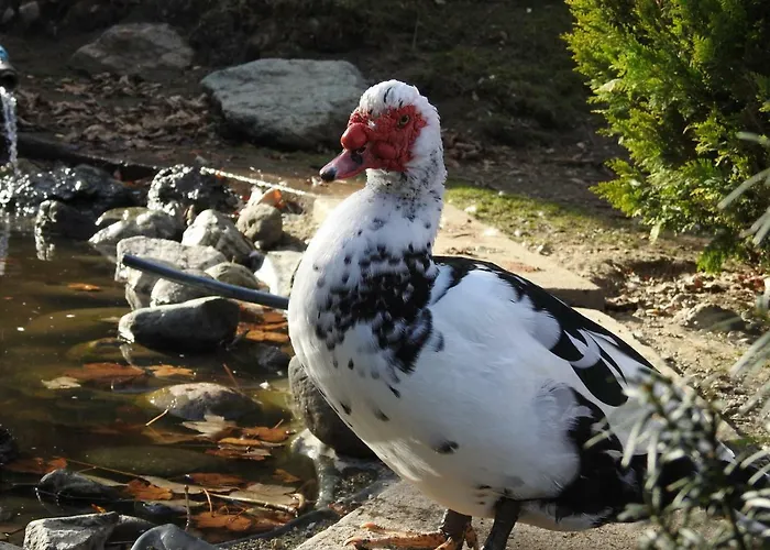 Kristabauer Predlitz