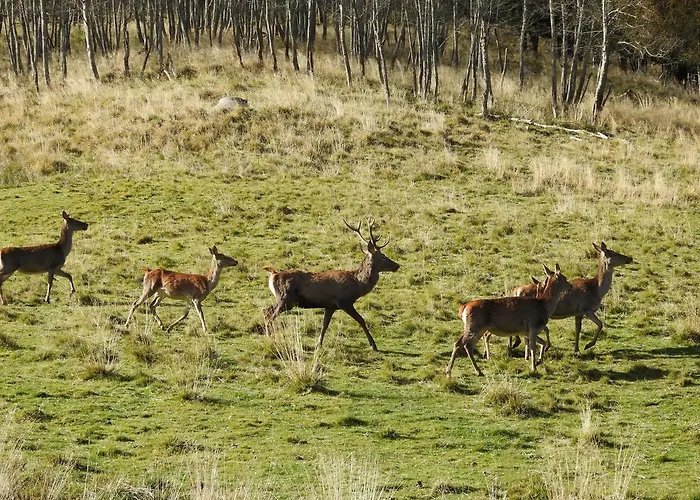 Kristabauer * Predlitz