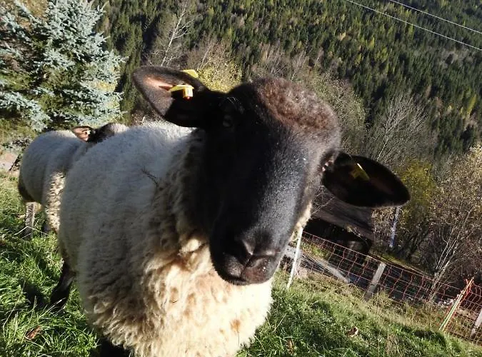 Vakantiehuis Kristabauer *