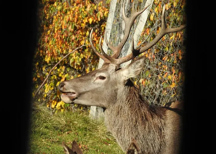 Kristabauer * Predlitz