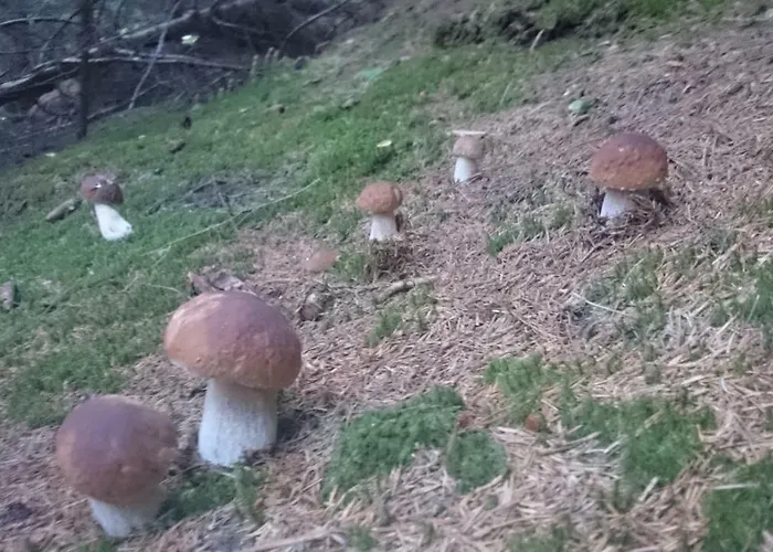 Vakantiehuis Kristabauer Predlitz